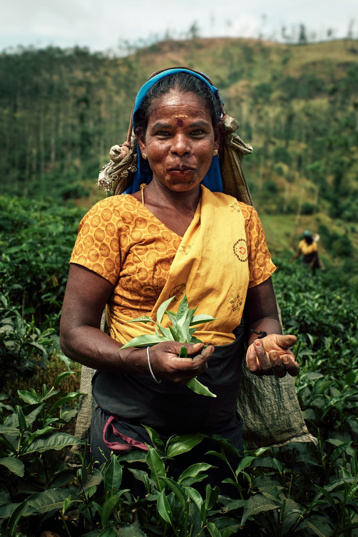 The Cost of Tea — Sri Lanka — frame